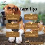 How to keep your dog healthy at home: everyday care tips