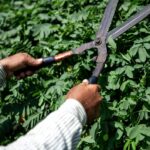 Mulching Service Sydney: A Smart Solution for Water Retention