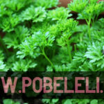 The Future of Green Energy: Powering a Sustainable World