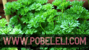 The Future of Green Energy: Powering a Sustainable World