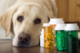 Antibiotics for Dogs: Understanding Treatment Duration and Recovery
