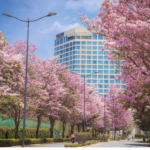 North Bangalore Apartments For Sale