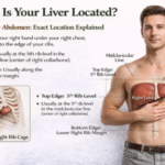 Where Is the Liver Located in the Body? Position & Function