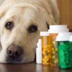 Antibiotic Tablet for Dogs: Safe Dosage and Usage Guidelines