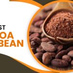 Buy Best Cocoa Bean: A Guide for Chocolate and Beverage Makers