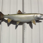 Discover Premium Mounted Fish for Sale: Ready-to-Ship Fish Replicas for Every Angler 3 Discover Premium Mounted Fish for Sale: Ready-to-Ship Fish Replicas for Every Angler