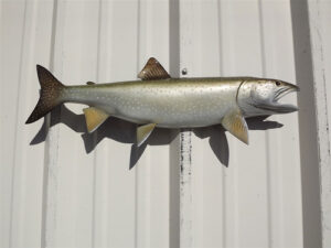 Discover Premium Mounted Fish for Sale: Ready-to-Ship Fish Replicas for Every Angler