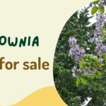 Paulownia Tree for Sale: Fast-Growing Timber With High Value