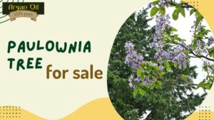 Paulownia Tree for Sale: Fast-Growing Timber With High Value