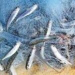 Fishing Net Manufacturers 1