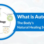 What Is Autophagy? Understanding the Body’s Natural Healing Switch