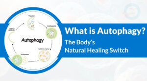 What Is Autophagy? Understanding the Body’s Natural Healing Switch