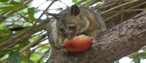 Protecting Your Home with Professional Pest Solutions in Melbourne