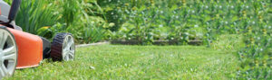 Professional Garden Maintenance Services for a Tidy and Vibrant Outdoor Space