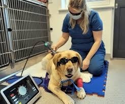 Boost Your Pet’s Recovery with Advanced Pet Wound Healing Laser Therapy
