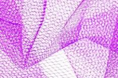 Bird Control Solutions by Nylon Net Manufacturers for Urban Spaces 1 Bird Control Solutions by Nylon Net Manufacturers for Urban Spaces