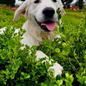 Best Vet Calgary with Advanced Diagnostic Services