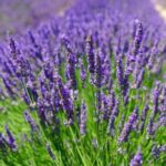 Designing Texture and Colour with Shrubs and Rockery Plants