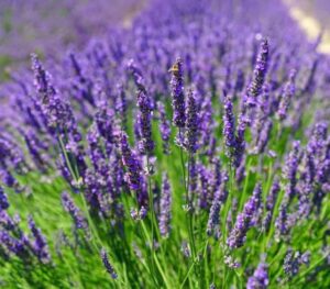 Designing Texture and Colour with Shrubs and Rockery Plants