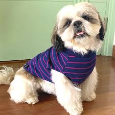 Dog Clothing Online: Stylish, Comfortable, and Convenient Shopping for Your Pet