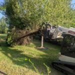 Photo of stump grinding
