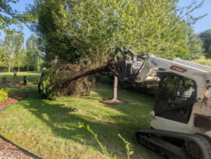Understanding Professional Tree Removal in Hemby Bridge NC 1 Understanding Professional Tree Removal in Hemby Bridge NC