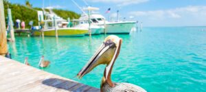 Islamorada Fishing Charters: Ultimate Guide to the Sportfishing Capital