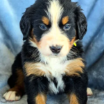 What Ethical Breeders Look For In A Black Bernese Mountain Dog Puppy?