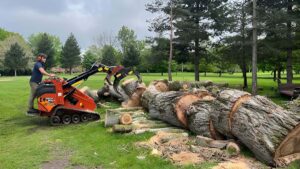 The Importance of Tree Stump Removal for a Clean and Safe Landscape