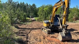 How Can Tree Removal Services Prevent Pest Infestations and Tree Decay?