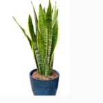 Snake Plant Online: The Ultimate Guide to Buying & Caring for Snake Plants