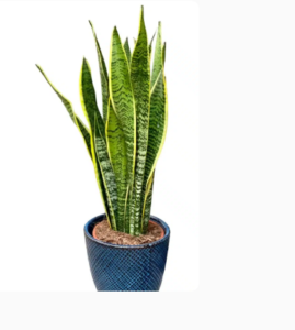 Snake Plant Online: The Ultimate Guide to Buying & Caring for Snake Plants
