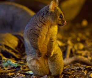 Creating a Healthier Living Space with Professional Pest Control