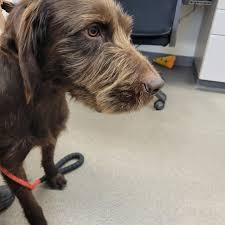 Veterinary Clinic Calgary: What to Expect During Your Visit