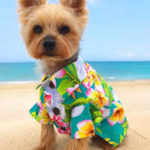 Dog Clothing Online: Convenient Shopping for Trendy Pets