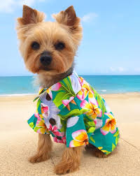 Dog Clothing Online: Convenient Shopping for Trendy Pets