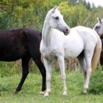 Arabian Horses Breed