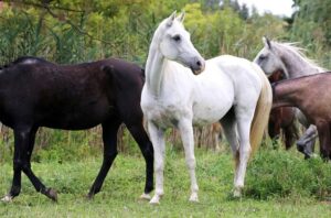 Arabian Horses Bred for Type: Bloodlines That Preserve Beauty! 1 Arabian Horses Bred for Type: Bloodlines That Preserve Beauty!