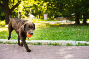 DIY Games Using Dog Balls to Improve Your Dog’s Agility