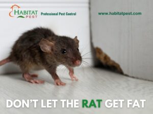 What Happens After Rat Removal? The Prevention Step Most Companies Skip