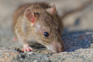 How Can Mice Control Keep Your Kitchen and Storage Areas Safe?