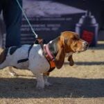 Boca Grande Dog Training The Key to Raising a Well-Behaved and Happy Dog