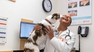 Emergency Vet Calgary: What to Do in Critical Situations