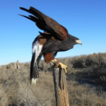 1546265 505845009532780 144983197 n