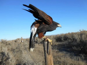 Book Professional Falconry Bird Control Services in Your Area Now