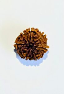 Looking for Real Rudraksha? Start with SM Rudra Divine