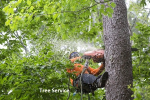 Choosing an Emergency Tree Removal Service for Quick and Safe Solutions