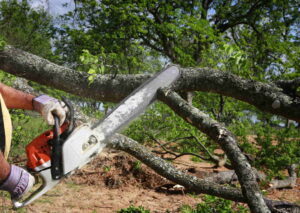 Reliable Tree Service Near Me in Muskoka