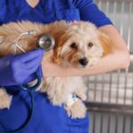 veterinarian holding dog stetoskop veterinary clinic caring sick animals 627378 9164