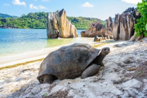 Seychelles eTA Eligibility for Hong Kong Passport Holders